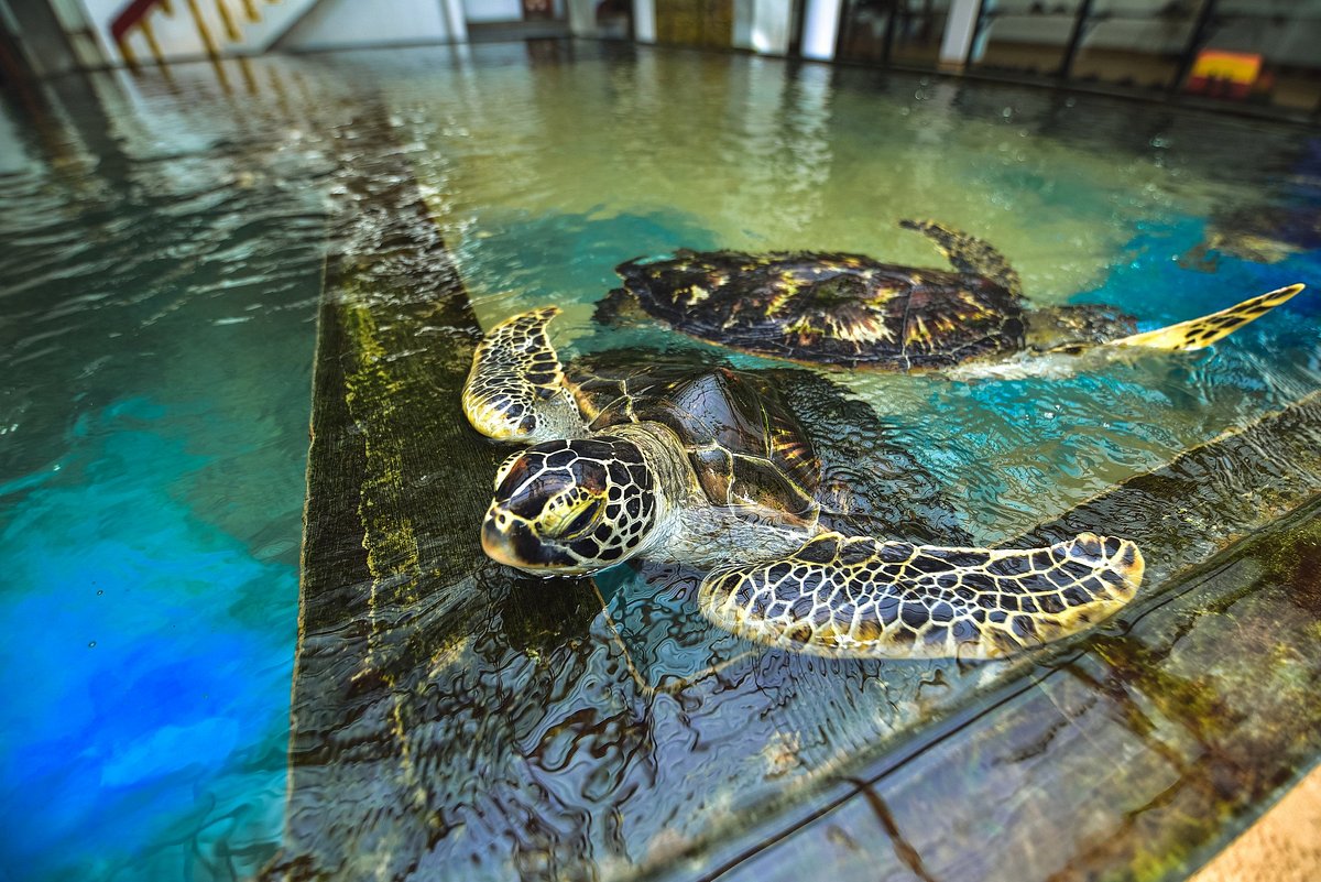 Visit a sea turtle hatchery